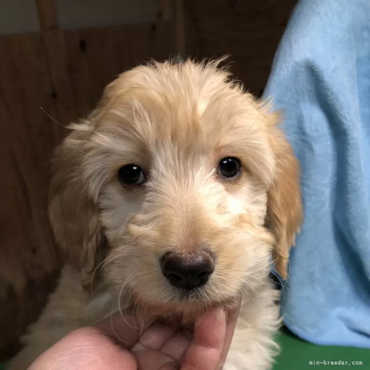 ID:2412-04992の子犬