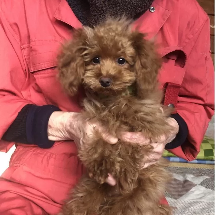 トイプードル(トイ)【兵庫県・男の子・2025年7月17日・レッド】の写真1