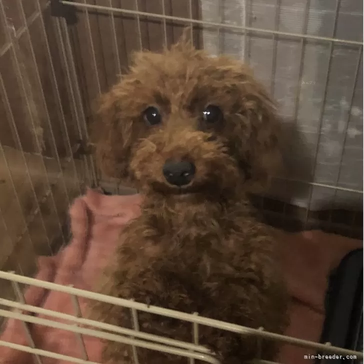 ID：2506-04625の子犬