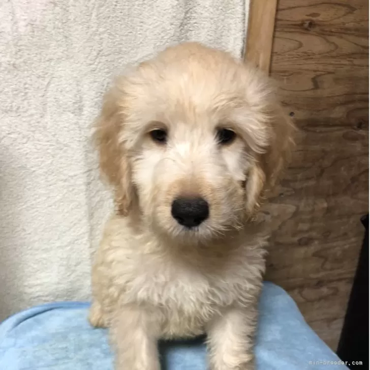 M.T 様のお迎えした子犬