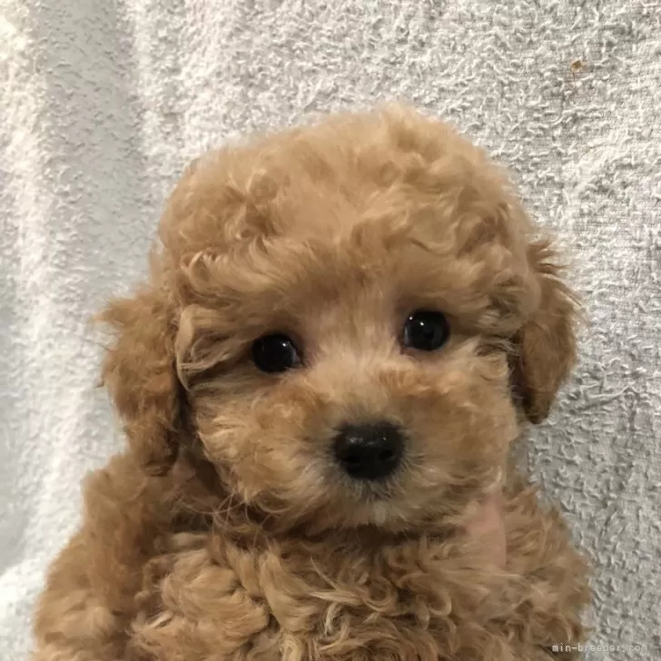 ID：2501-01754の子犬