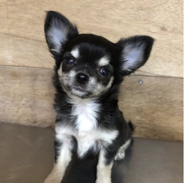 チワワ(ロング)【兵庫県・女の子・2025年7月22日・ブラックタン】の写真「とってもかわいい女の子ちゃん❣️」