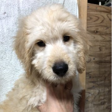 ゴールデンドゥードル(ゴールデンレトリバー×スタンダードプードル)【兵庫県・男の子・2025年5月24日・ゴールド系】の写真「両親PRAクリア！とっても元気な男の子くん❣️」