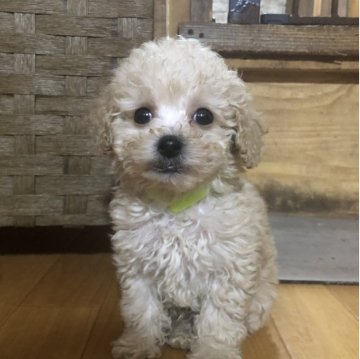 トイプードル(トイ)【兵庫県・男の子・2025年10月15日・アプリコット】の写真「両親PRAクリア！モフモフな男の子くん❣️」