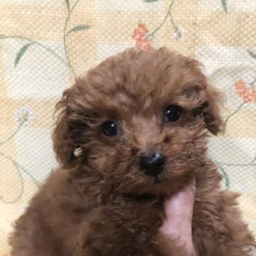 トイプードル(トイ)【兵庫県・男の子・2024年10月12日・レッド】の写真「とっても元気な男の子くん❣️」