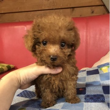 トイプードル(トイ)【兵庫県・女の子・2025年7月17日・レッド】の写真「とってもかわいい女の子ちゃん❣️」