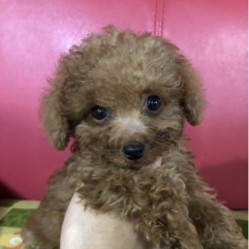 トイプードル(トイ)【兵庫県・男の子・2025年7月17日・レッド】の写真「とってもかわいい男の子くん❣️」
