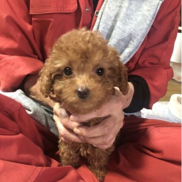 トイプードル(トイ)【兵庫県・女の子・2025年9月15日・レッド】の写真「とってもかわいい女の子ちゃん❣️」