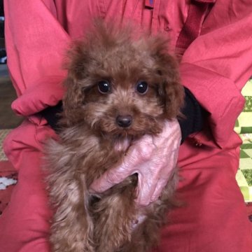 トイプードル(トイ)【兵庫県・女の子・2025年7月17日・レッド】の写真「とってもかわいい女の子ちゃん❣️」