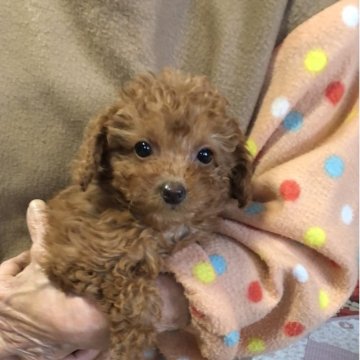 トイプードル(トイ)【兵庫県・女の子・2025年9月15日・レッド】の写真「とってもかわいい女の子ちゃん❣️」