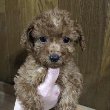 トイプードル(トイ)【兵庫県・女の子・2025年9月15日・レッド】の写真「とってもかわいい女の子ちゃん❣️」