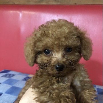 トイプードル(トイ)【兵庫県・男の子・2025年7月17日・レッド】の写真「とってもかわいい男の子くん❣️」