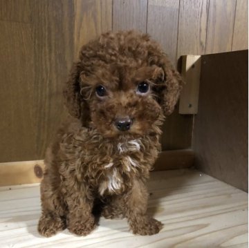 トイプードル(トイ)【兵庫県・男の子・2025年9月15日・レッド】の写真「とってもかわいい男の子くん❣️」