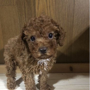 トイプードル(トイ)【兵庫県・男の子・2025年9月15日・レッド】の写真「とってもかわいい男の子くん❣️」