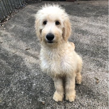 ゴールデンドゥードル(ゴールデンレトリバー×スタンダードプードル)【兵庫県・女の子・2025年5月24日・クリーム系】の写真「両親PRAクリア！とってもかわいい女の子ちゃん❣️」