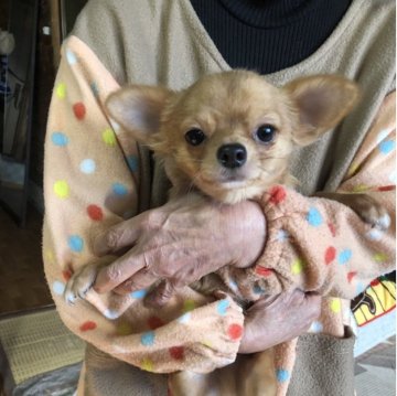 チワワ(ロング)【兵庫県・男の子・2025年5月13日・フォーン&ホワイト】の写真「両親PRAクリア！とってもかわいい男の子くん」