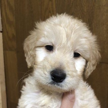 ゴールデンドゥードル(ゴールデンレトリバー×プードル)【兵庫県・男の子・2024年10月28日・ゴールド毛色】の写真「ウィンターセール❣️元気な男の子くん❣️」