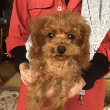 トイプードル(トイ)【兵庫県・女の子・2025年7月17日・レッド】の写真「とってもかわいい女の子ちゃん❣️」