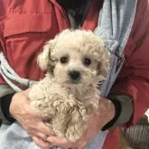 トイプードル(トイ)