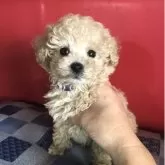 トイプードル(トイ)
