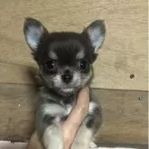 チワワ(ロング)