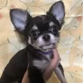 チワワ(ロング)