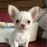 チワワ(ロング)