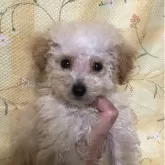 トイプードル(トイ)