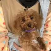 トイプードル(トイ)