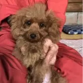 トイプードル(トイ)