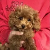 トイプードル(トイ)