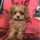 トイプードル(トイ)