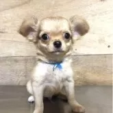 チワワ(ロング)