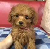 トイプードル(トイ)