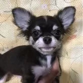 チワワ(ロング)