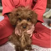 トイプードル(トイ)