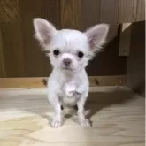 チワワ(ロング)