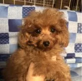 トイプードル(トイ)