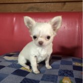 チワワ(ロング)