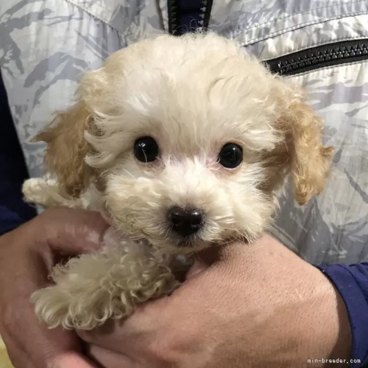 ID：2407-06117の子犬
