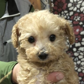 トイプードル(トイ)【兵庫県・男の子・2024年3月3日・アプリコット】の写真「ぱっちりお目目のかわいい男の子くんです。」