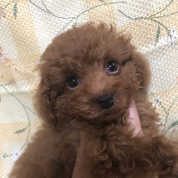 トイプードル(トイ)【兵庫県・男の子・2024年8月27日・レッド】の写真「元気で甘えん坊な男の子くん❣️」