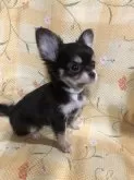 チワワ(ロング)【兵庫県・女の子・2024年6月1日・ブラックホワイト】の写真2