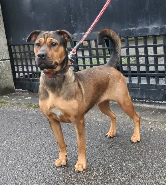 自家系犬「ロットワイラー×オールディブルドッグ」（♀）｜福田　貴哉(ふくだ　よしや)ブリーダー(埼玉県・ubbr.co.uk/UBBR登録)の紹介写真2