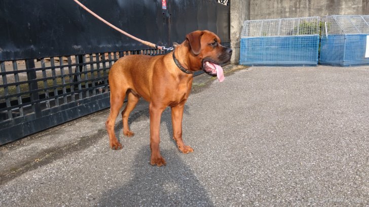 自家系犬＝ロットワイラードイツボクサーの雄｜福田　貴哉(ふくだ　よしや)ブリーダー(埼玉県・ubbr.co.uk登録)の紹介写真4