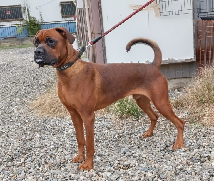 自家系犬＝ロットワイラードイツボクサーの雄｜福田　貴哉(ふくだ　よしや)ブリーダー(埼玉県・ubbr.co.uk/UBBR登録)の紹介写真4