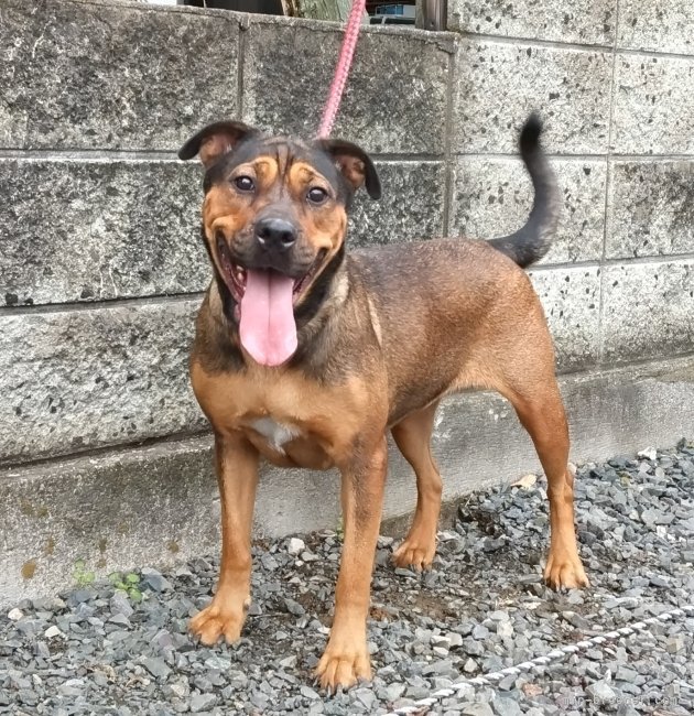 自家系犬「ロットワイラー×オールディブルドッグ」（♀）｜福田　貴哉(ふくだ　よしや)ブリーダー(埼玉県・ubbr.co.uk/UBBR登録)の紹介写真5