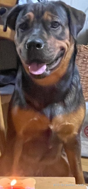 自家系犬「ロットワイラー×オールディブルドッグ」（♀）｜福田　貴哉(ふくだ　よしや)ブリーダー(埼玉県・ubbr.co.uk登録)の紹介写真5