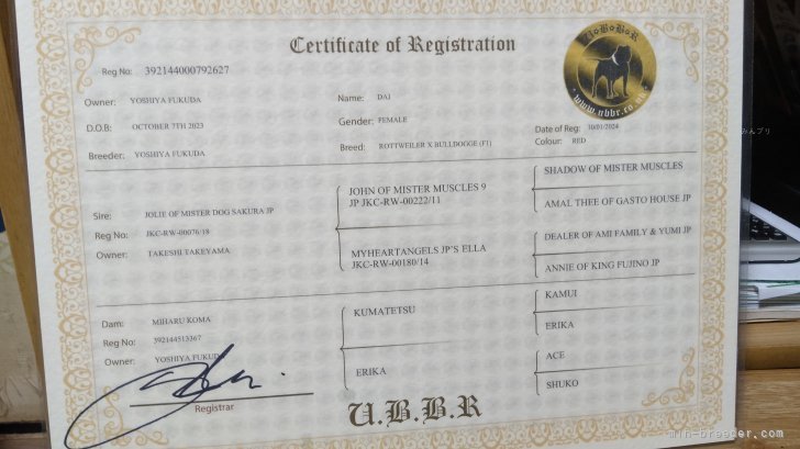 Ubbr.co.uk（UBBR）の血統書｜福田　貴哉(ふくだ　よしや)ブリーダー(埼玉県・ubbr.co.uk登録)の紹介写真6