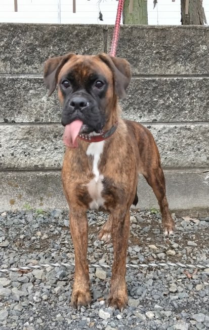 ブルクサー雌｜福田　貴哉(ふくだ　よしや)ブリーダー(埼玉県・ubbr.co.uk/UBBR登録)の紹介写真7